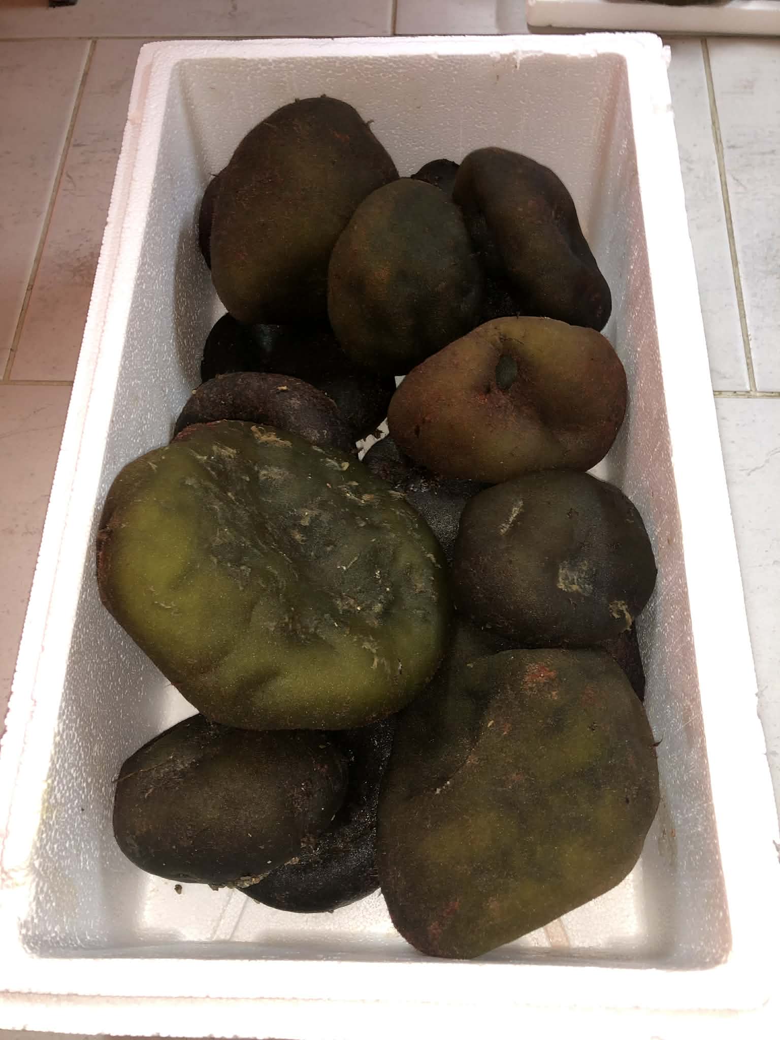 Codium bursa raw material